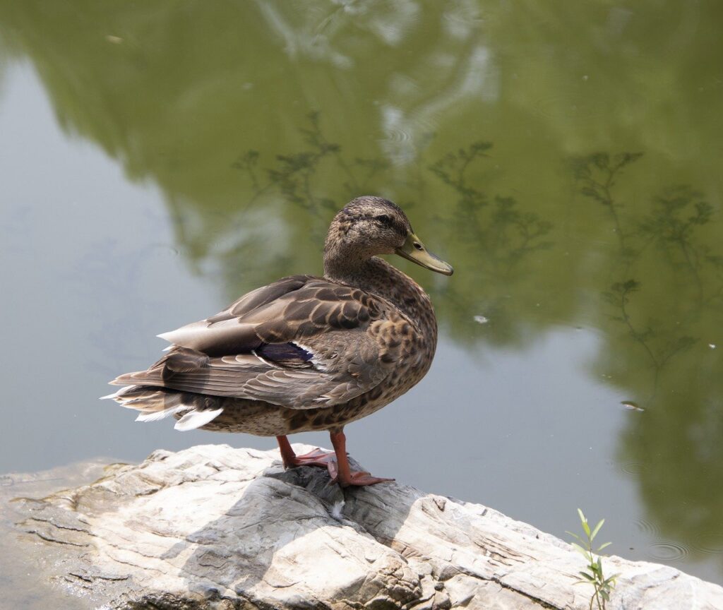 bird, duck, mallard-8216423.jpg